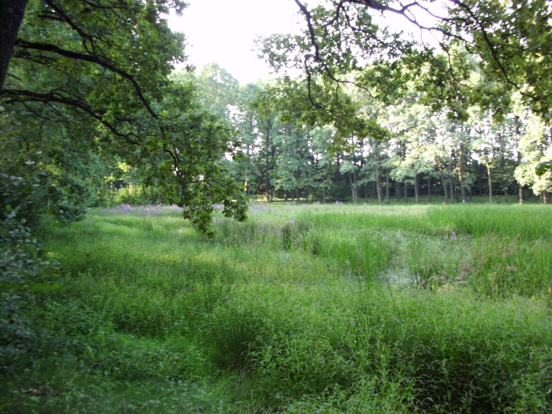 Mănăstirea Probota