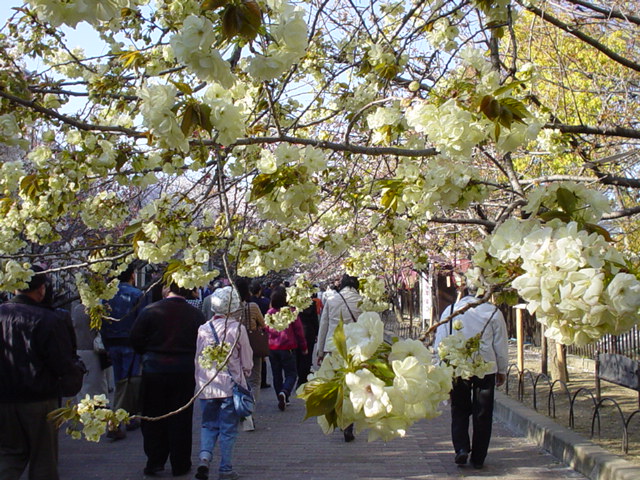 Sakura