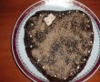 Tort Amandina-2