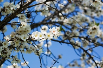 Duminica de Florii - traditii si obiceiuri