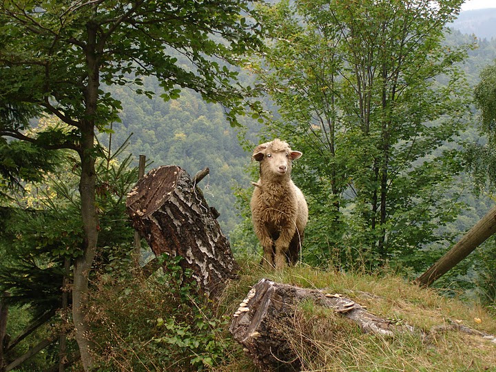 Sat Magura, o zona virgina