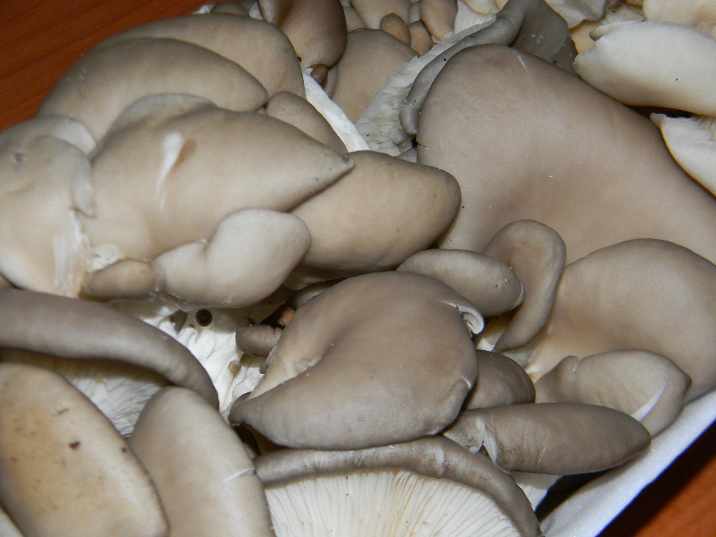 Tocanita de ciuperci Pleurotus cu vinete - de post