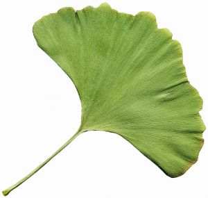 Ginkgo biloba imbunatateste memoria