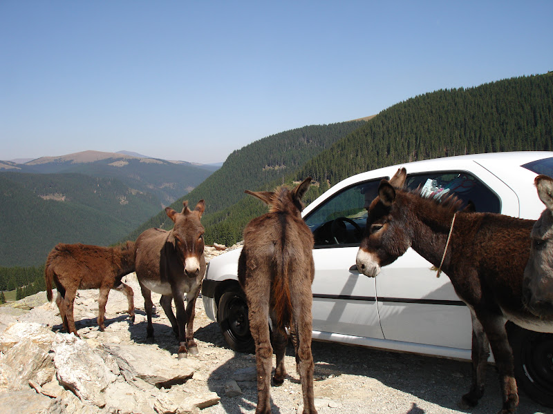 Traseu de munte in anul acesta