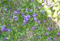 Florile....-31
