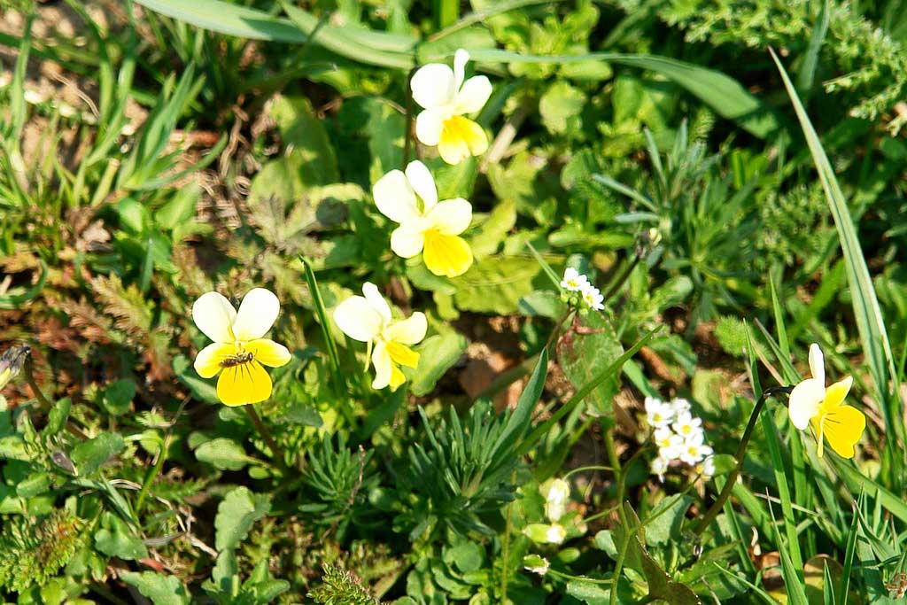 Plante de cules în luna mai