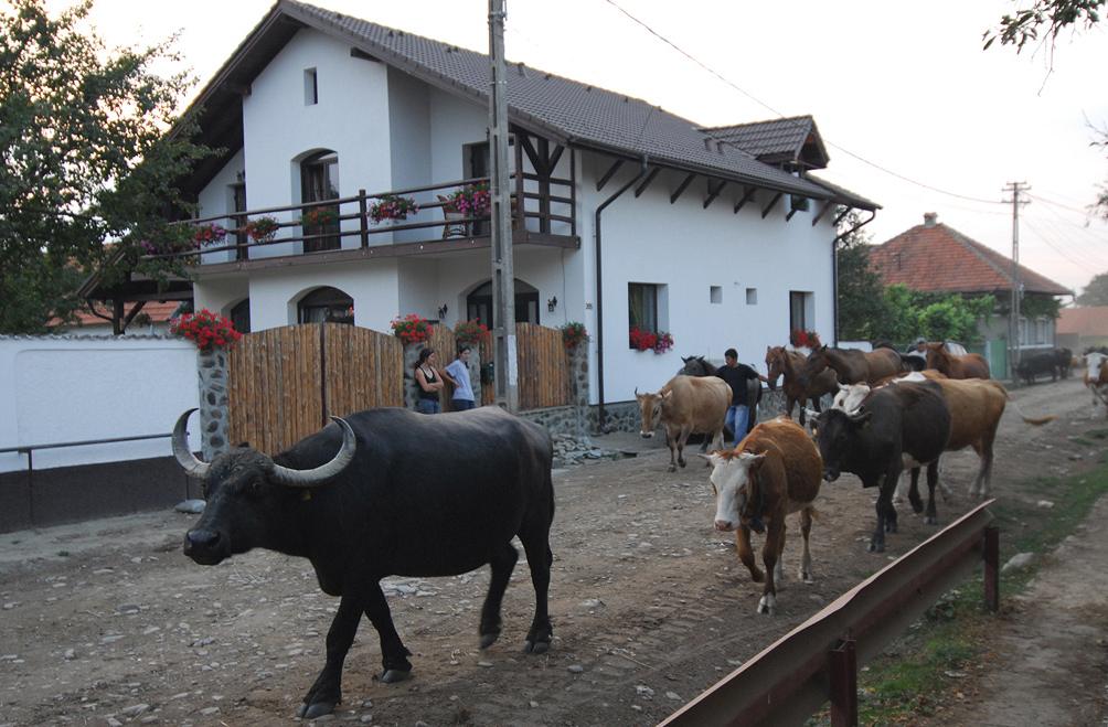 Pensiunea Casa Mosului din Cartisoara - un loc cu calitate