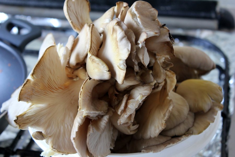 Tocanita de pleurotus cu naut