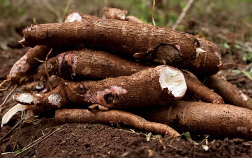 O romanca, la un pas de moarte dupa ce a consumat o planta exotica cumparata dintr-un supermarket