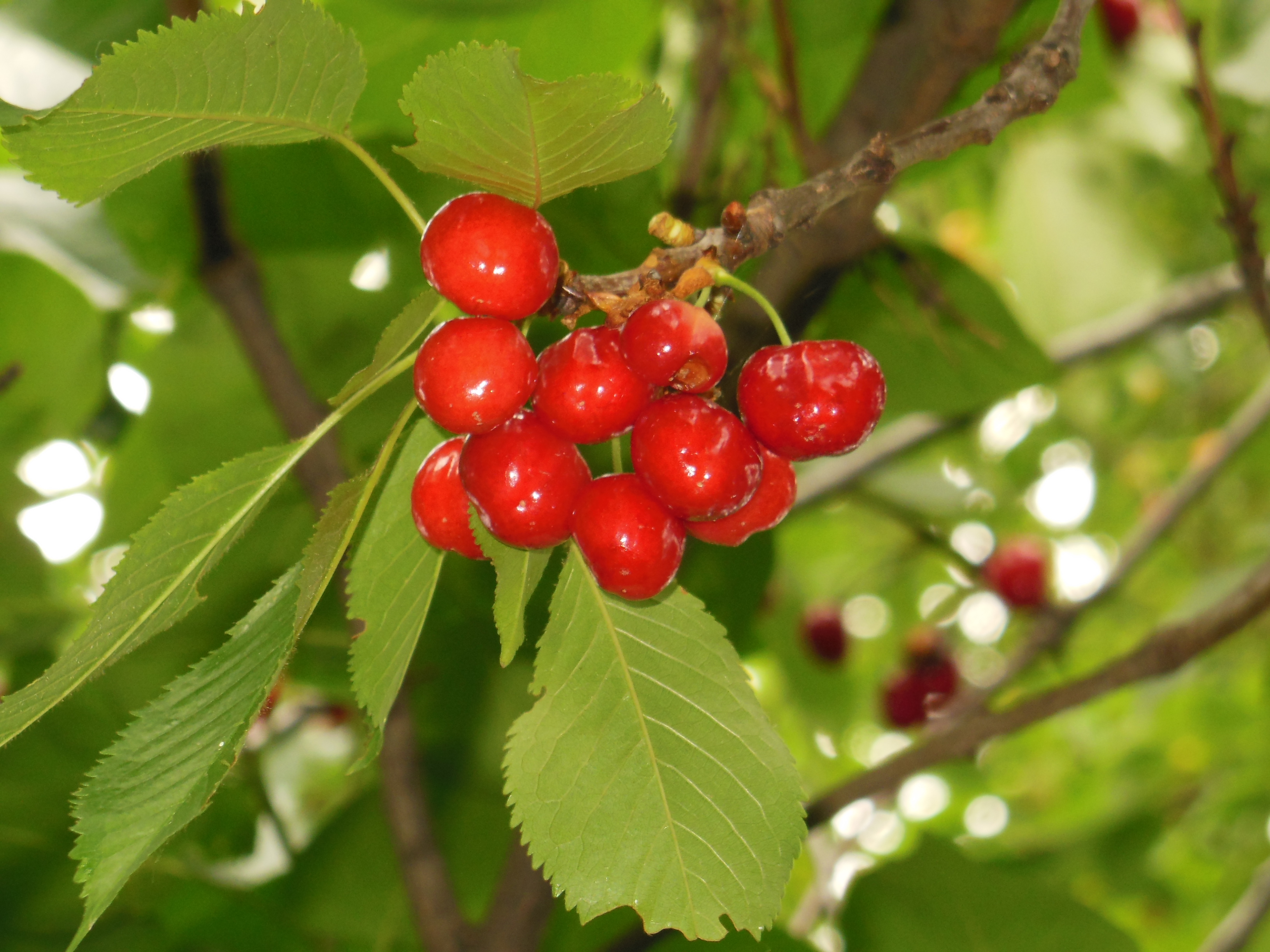 Dulceata din cirese de mai