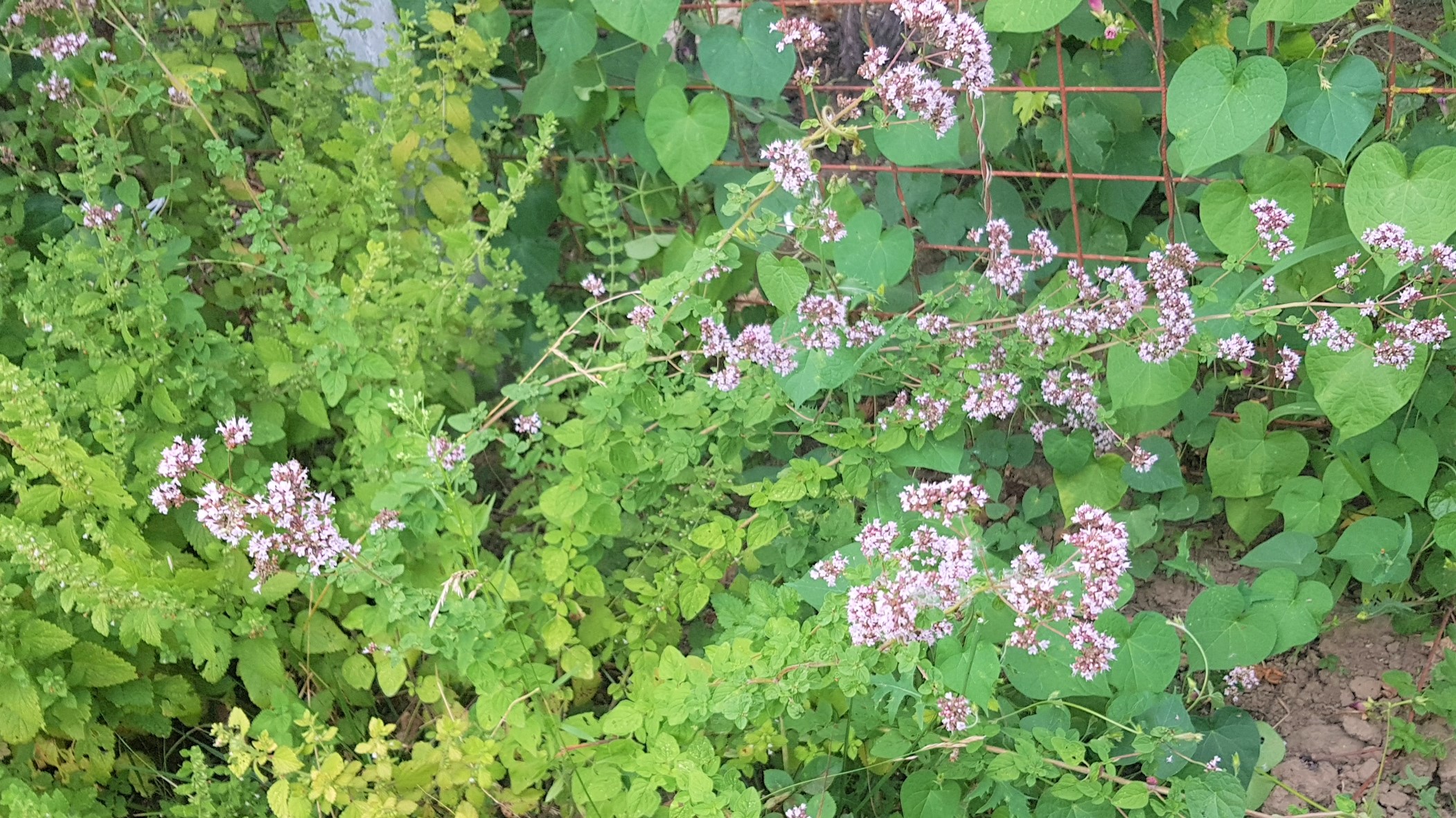 Scoici cu taitei de orez si oregano