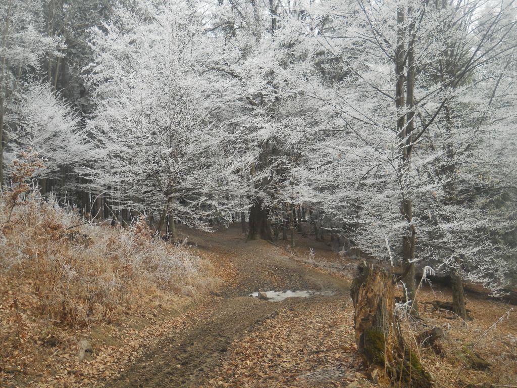 Din ce copac s-a desprins sufletul tău!