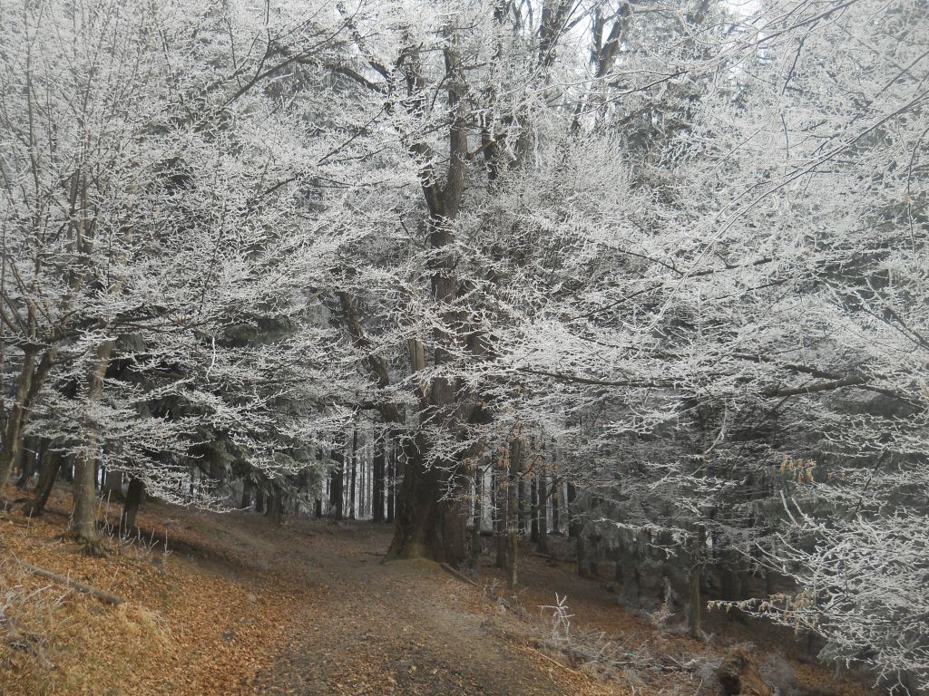 Din ce copac s-a desprins sufletul tău!