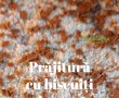 Prăjitură cu cremă de ciocolată și biscuiți - Rețeta delicioasă fără coacere-0